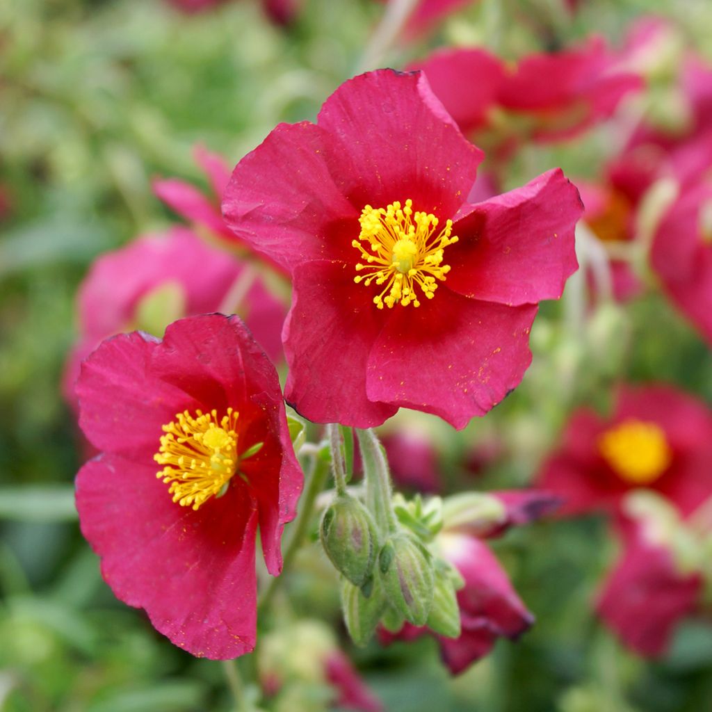 Sonnenröschen Hartswood Ruby - Helianthemum