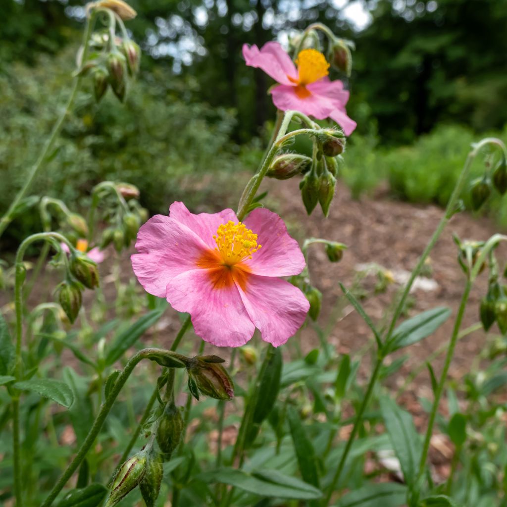 Sonnenröschen Lawrenson's Pink - Helianthemum