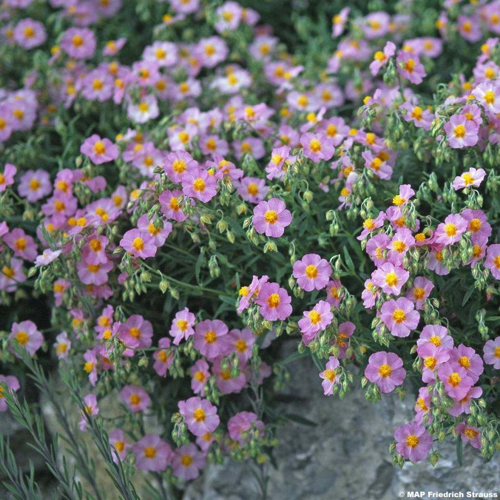 Helianthemum Lawrenson's Pink - Hélianthème rose et jaune