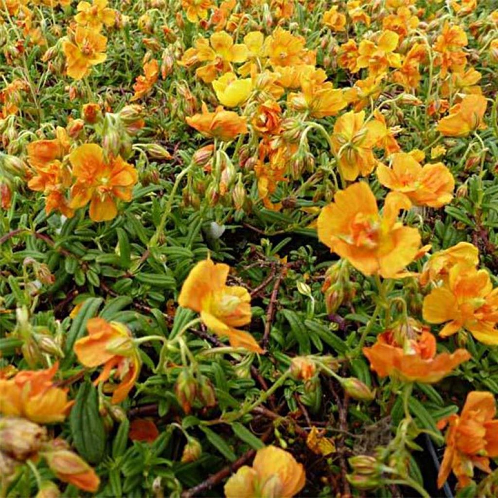 Sonnenröschen Orange Double - Helianthemum