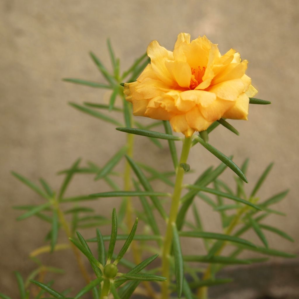 Sonnenröschen Orange Double - Helianthemum