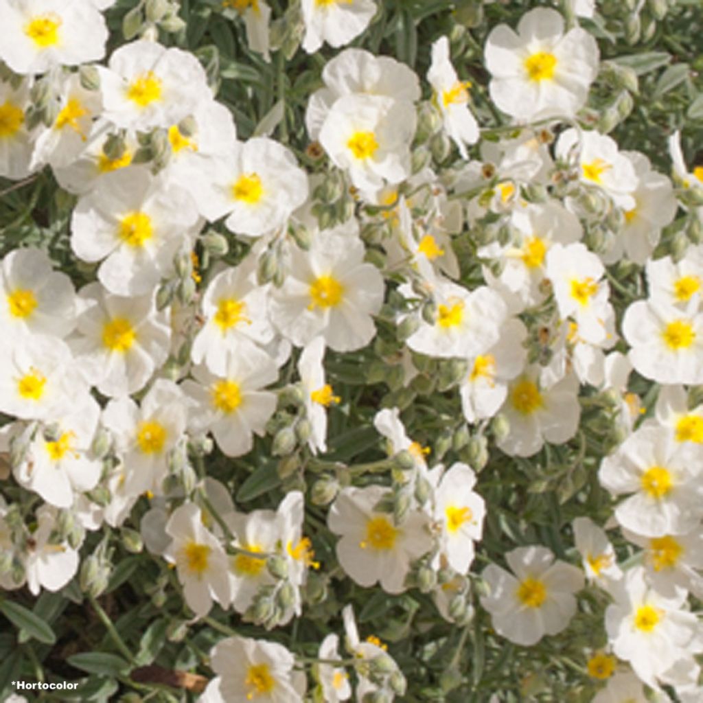 Sonnenröschen The Bride - Helianthemum