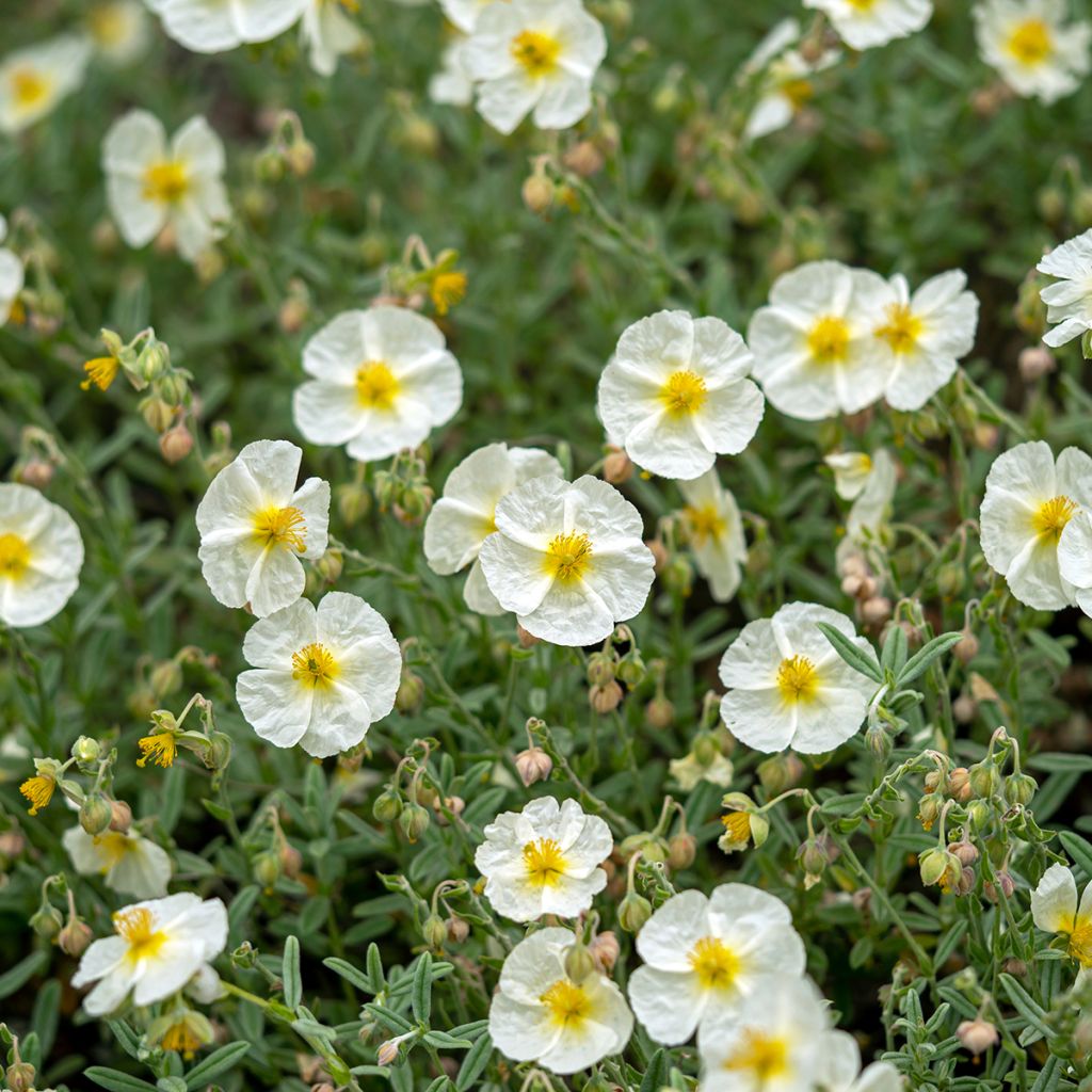 Sonnenröschen The Bride - Helianthemum