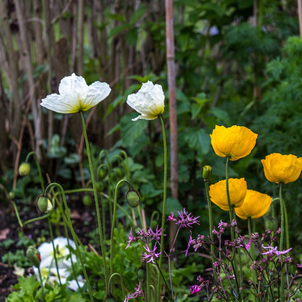 Sonnenröschen The Bride - Helianthemum