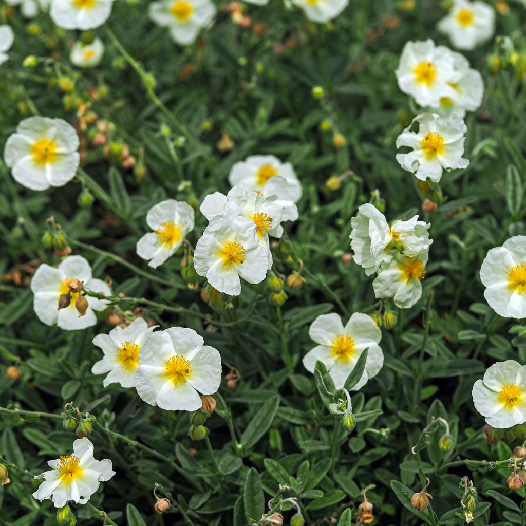 Sonnenröschen The Bride - Helianthemum