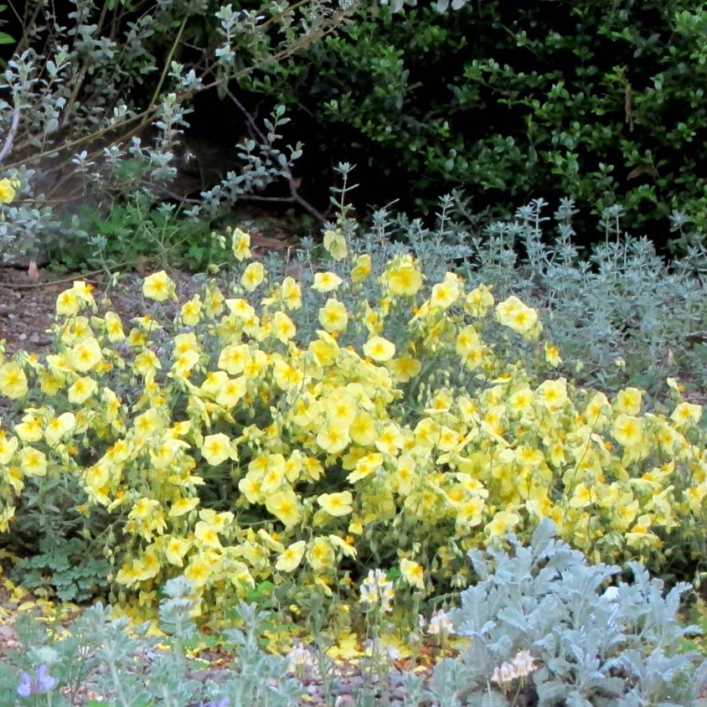 Sonnenröschen Wisley Primrose - Helianthemum