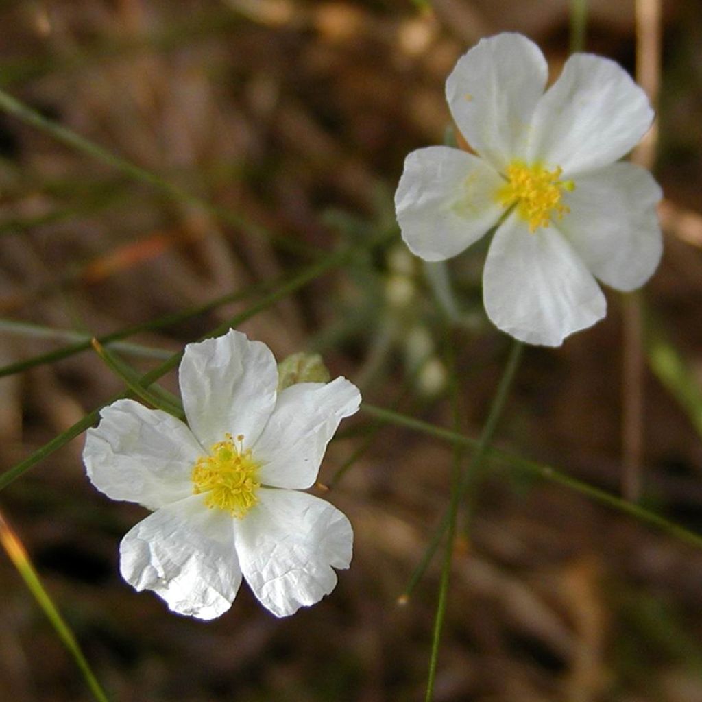 Helianthemum apenninum - Weißes Sonnenröschen