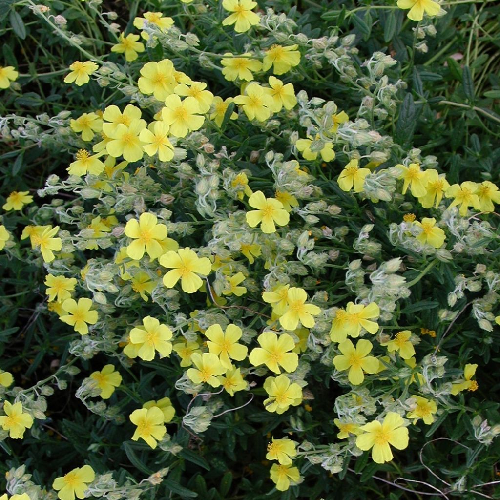 Helianthemum nummularium - Gelbe Sonnenröschen