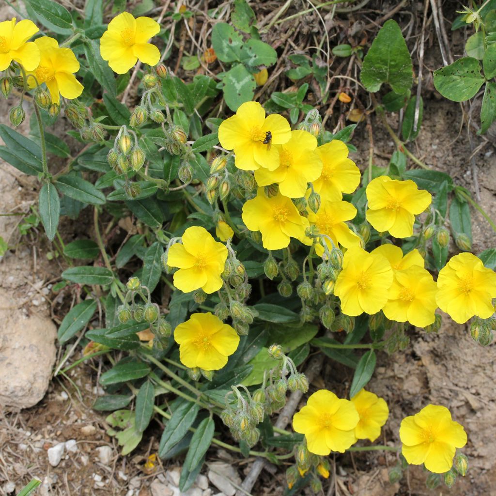 Helianthemum nummularium - Gelbe Sonnenröschen