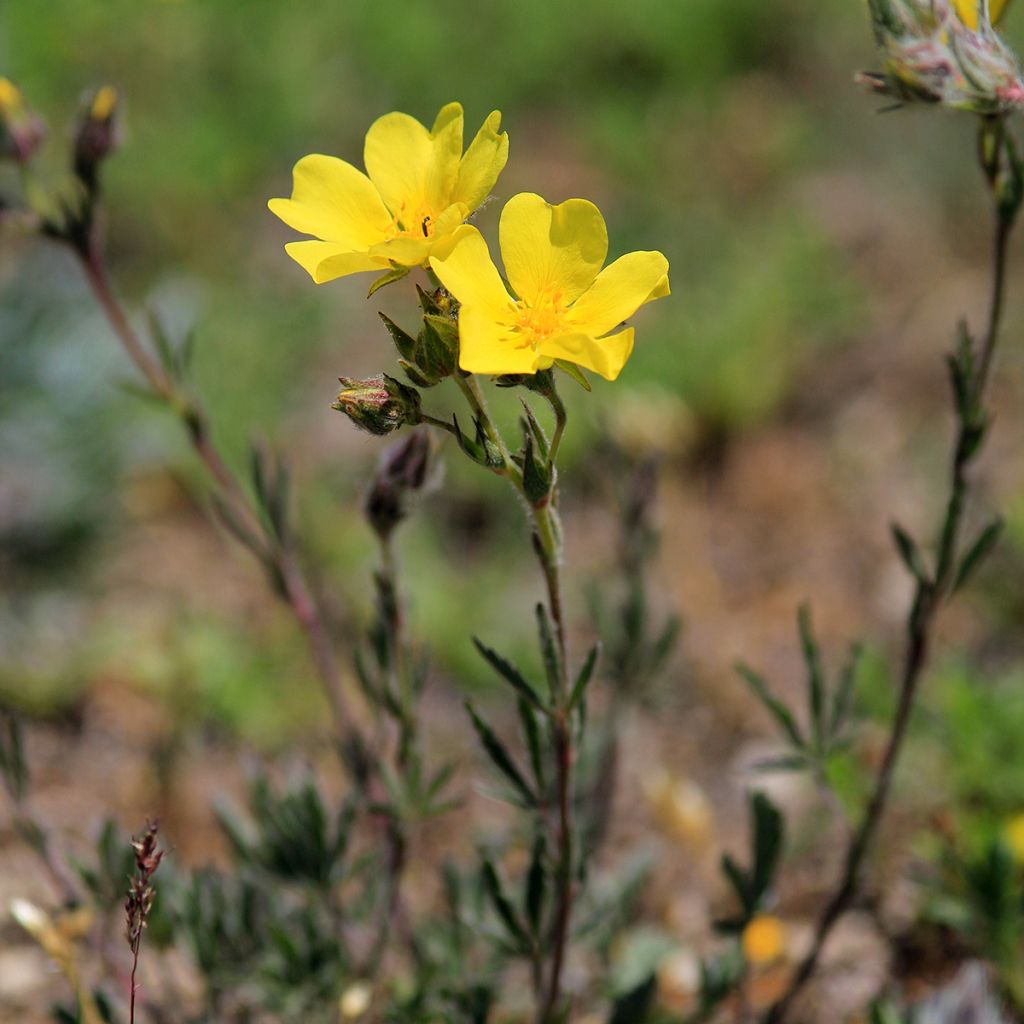 Helianthemum nummularium - Gelbe Sonnenröschen