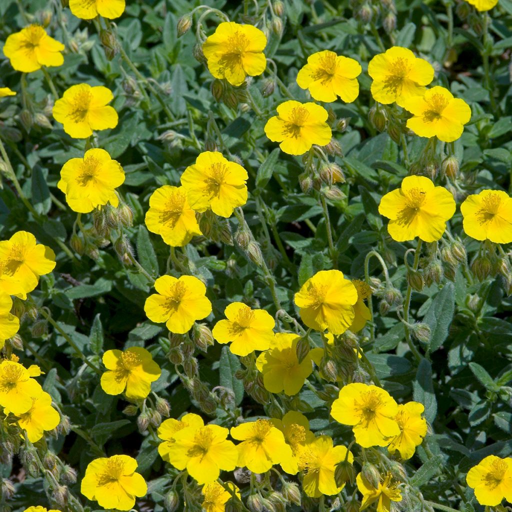 Helianthemum nummularium - Gelbe Sonnenröschen