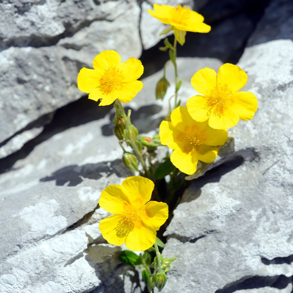 Helianthemum nummularium - Gelbe Sonnenröschen