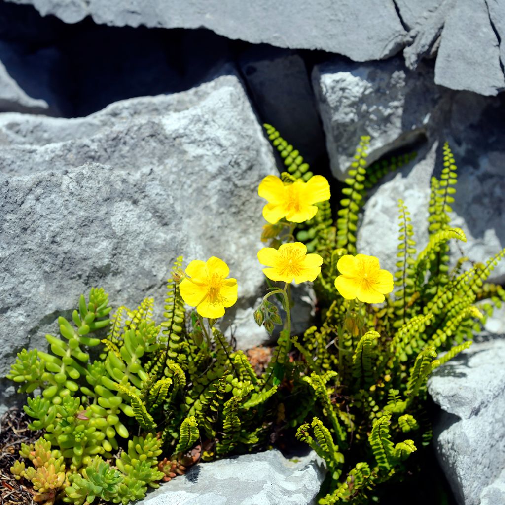 Helianthemum nummularium - Gelbe Sonnenröschen