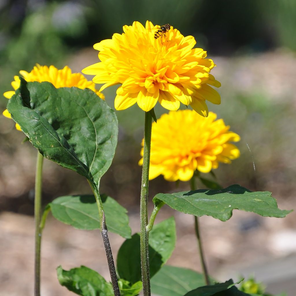 Helianthus Sunshine Daydream - Stauden-Sonnenblume