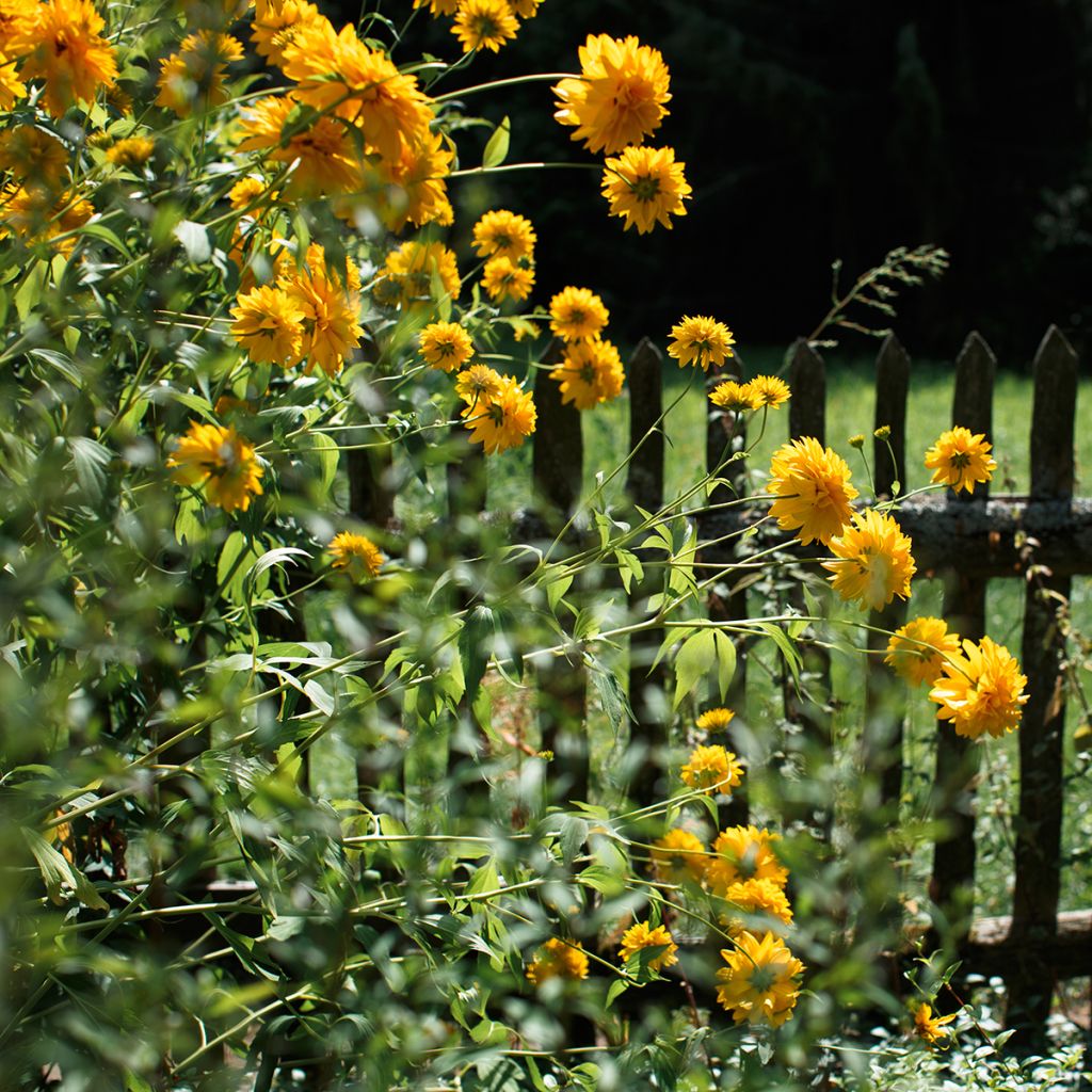 Helianthus Sunshine Daydream - Stauden-Sonnenblume