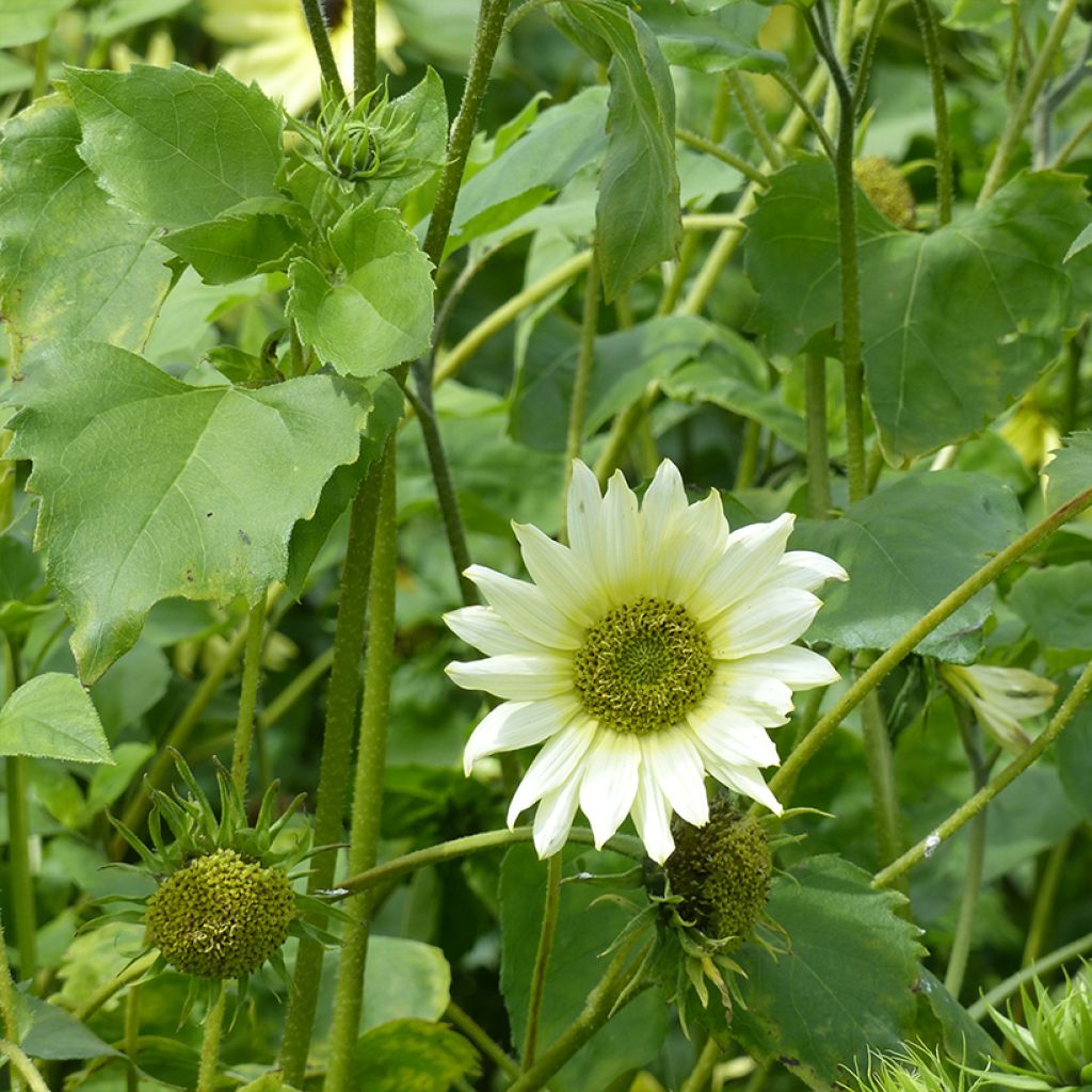 Sonnenblume Italian Green Heart (Samen) - Helianthus debilis subsp. cucumerifolius