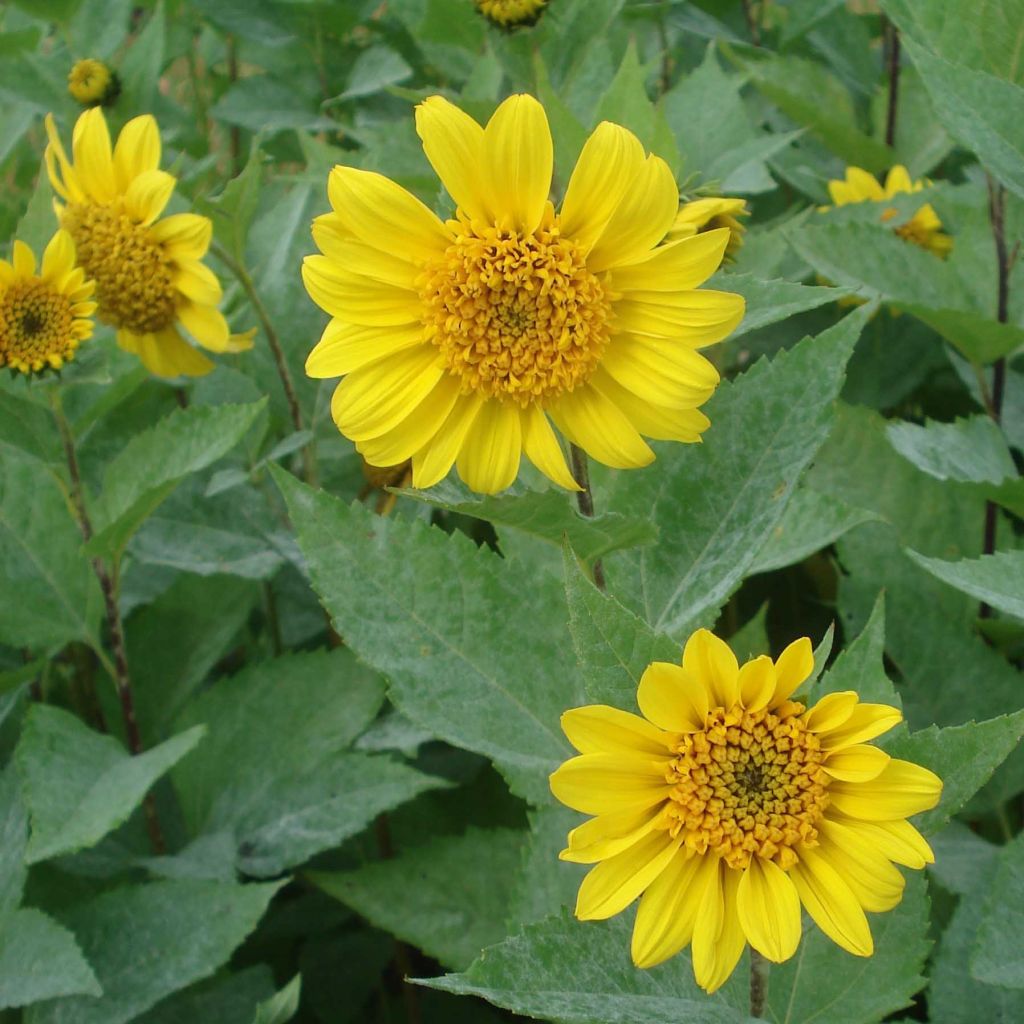 Helianthus decapetalus Capenoch Star - Zehnstrahlige Sonnenblume