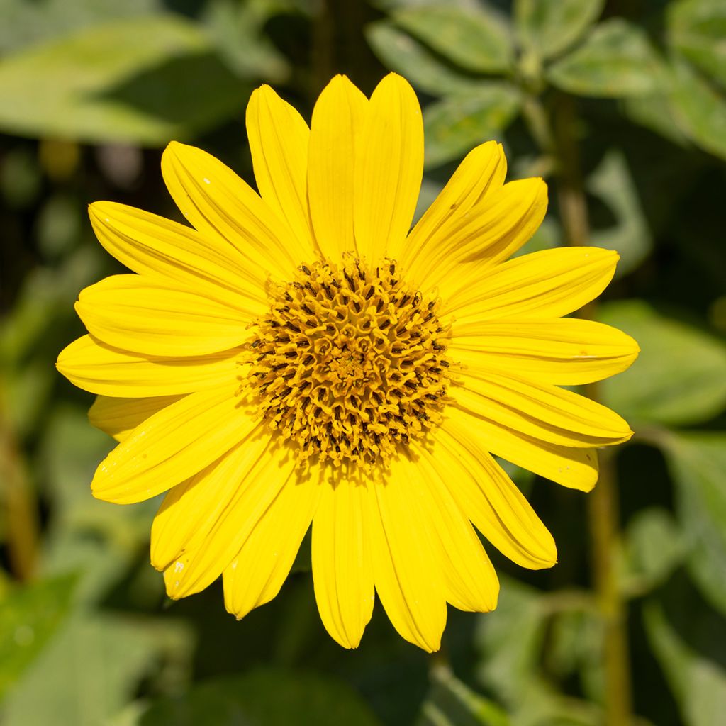 Helianthus decapetalus Capenoch Star - Zehnstrahlige Sonnenblume