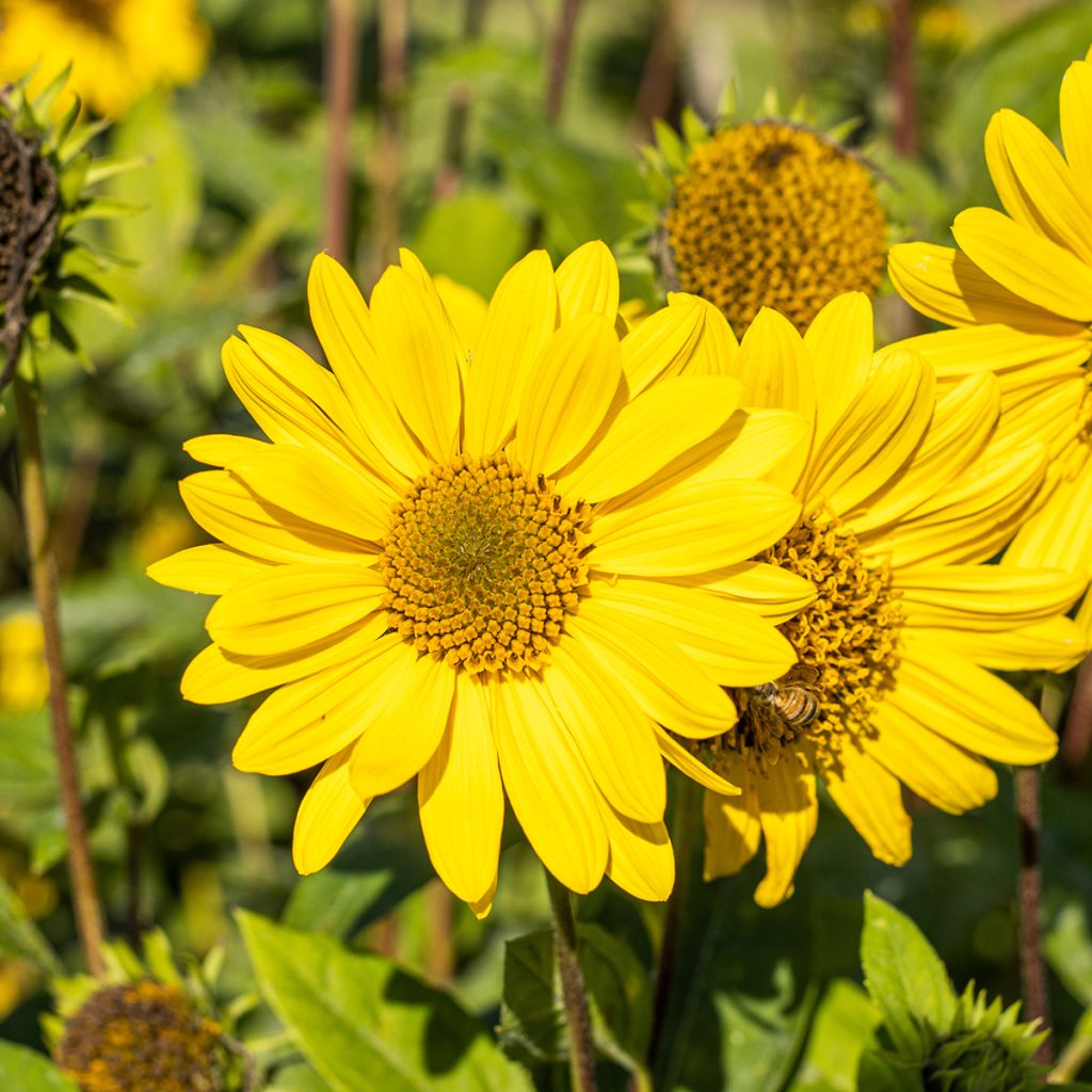 Helianthus decapetalus Capenoch Star - Zehnstrahlige Sonnenblume