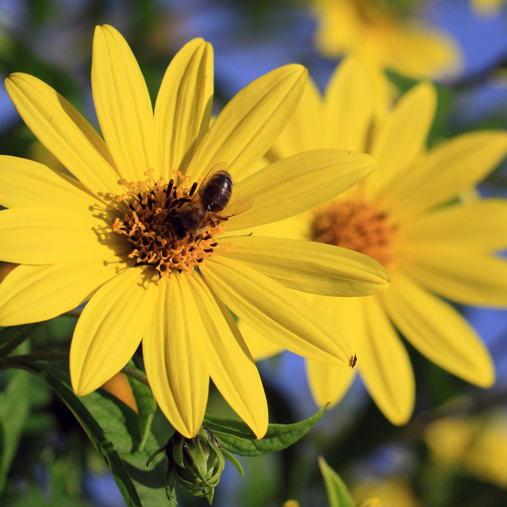 Helianthus decapetalus Capenoch Star - Zehnstrahlige Sonnenblume