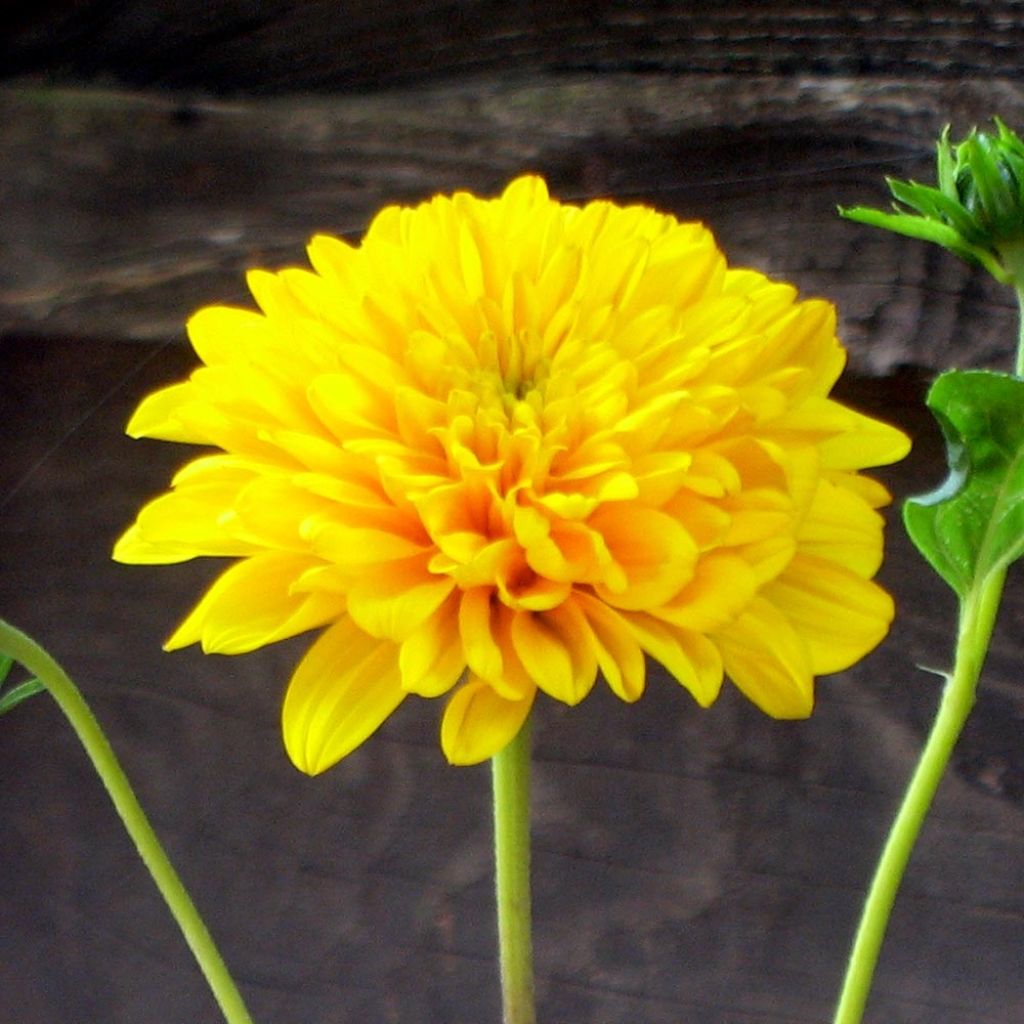 Helianthus decapetalus Soleil d'Or - Soleil vivace