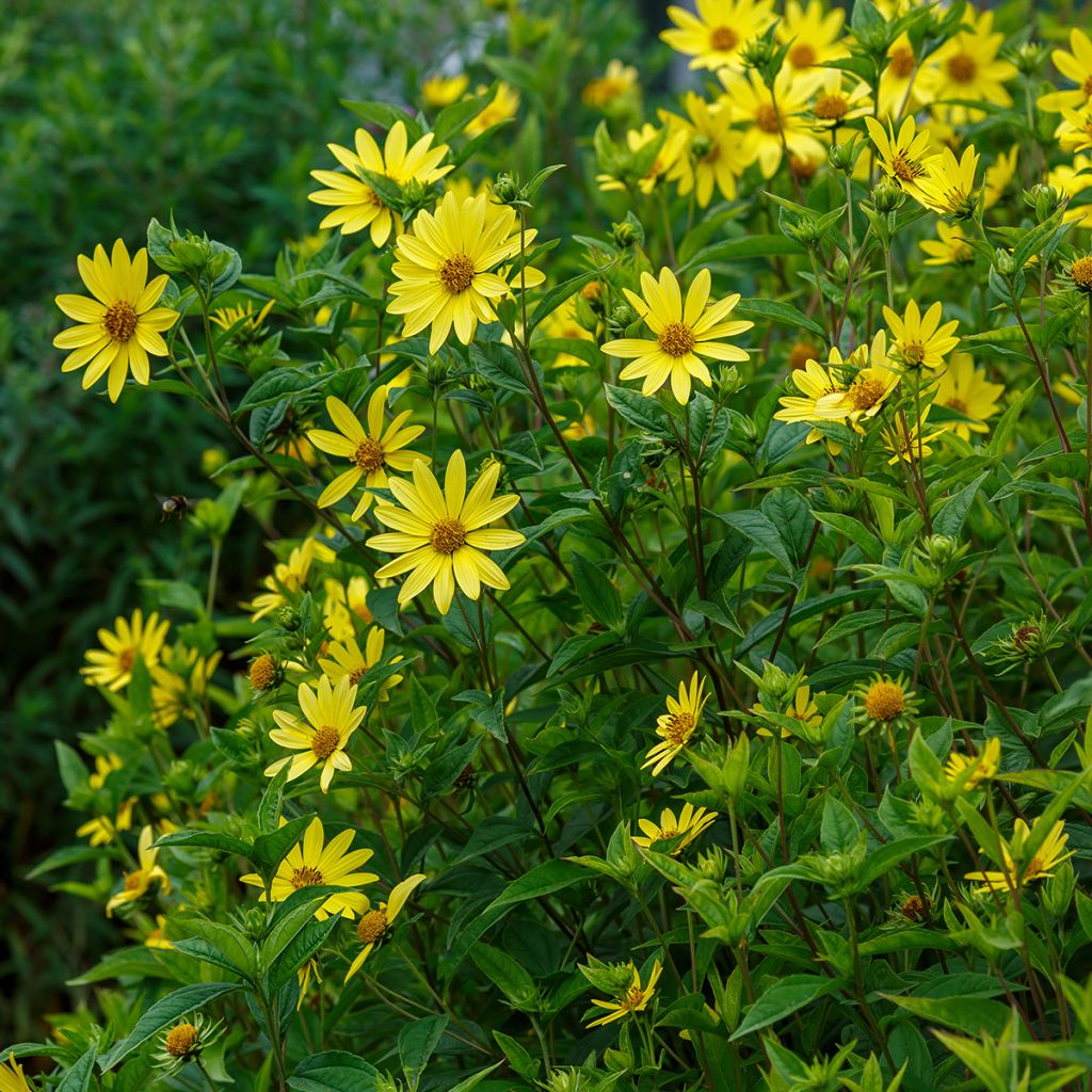 Helianthus Lemon Queen - Kleinköpfige Sonnenblume