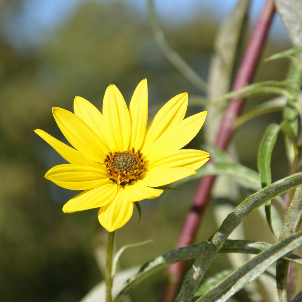 Helianthus Lemon Queen - Kleinköpfige Sonnenblume