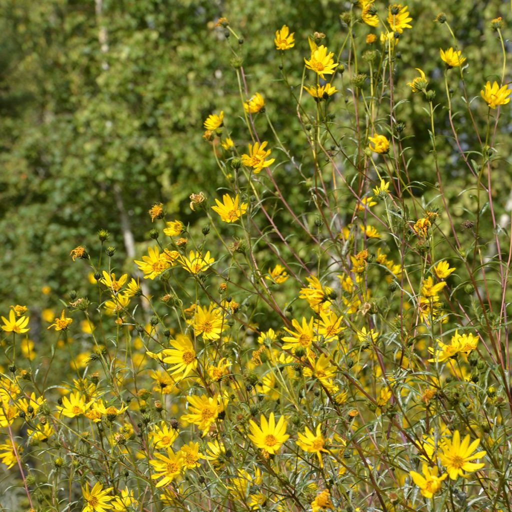 Helianthus Lemon Queen - Kleinköpfige Sonnenblume