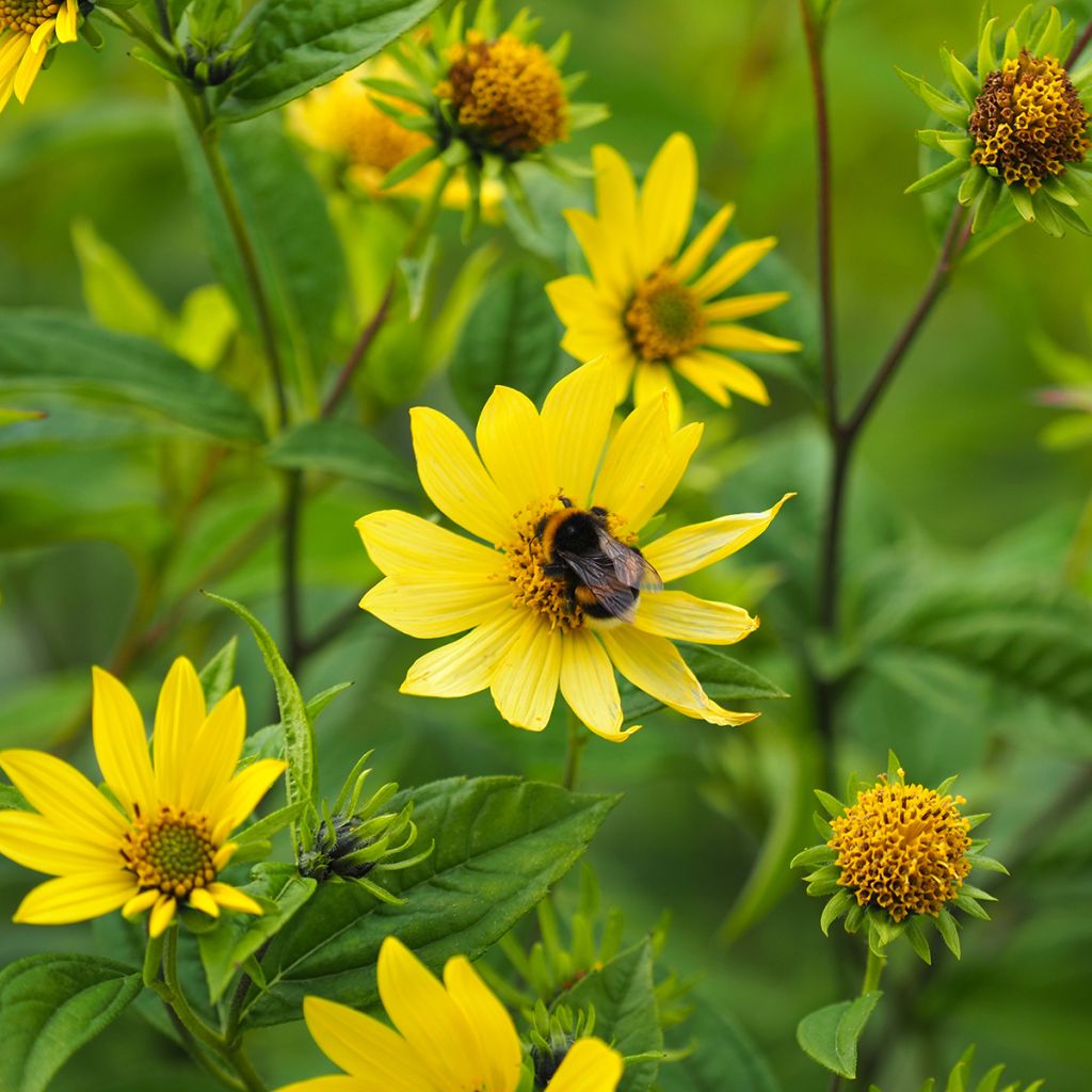 Helianthus Lemon Queen - Kleinköpfige Sonnenblume