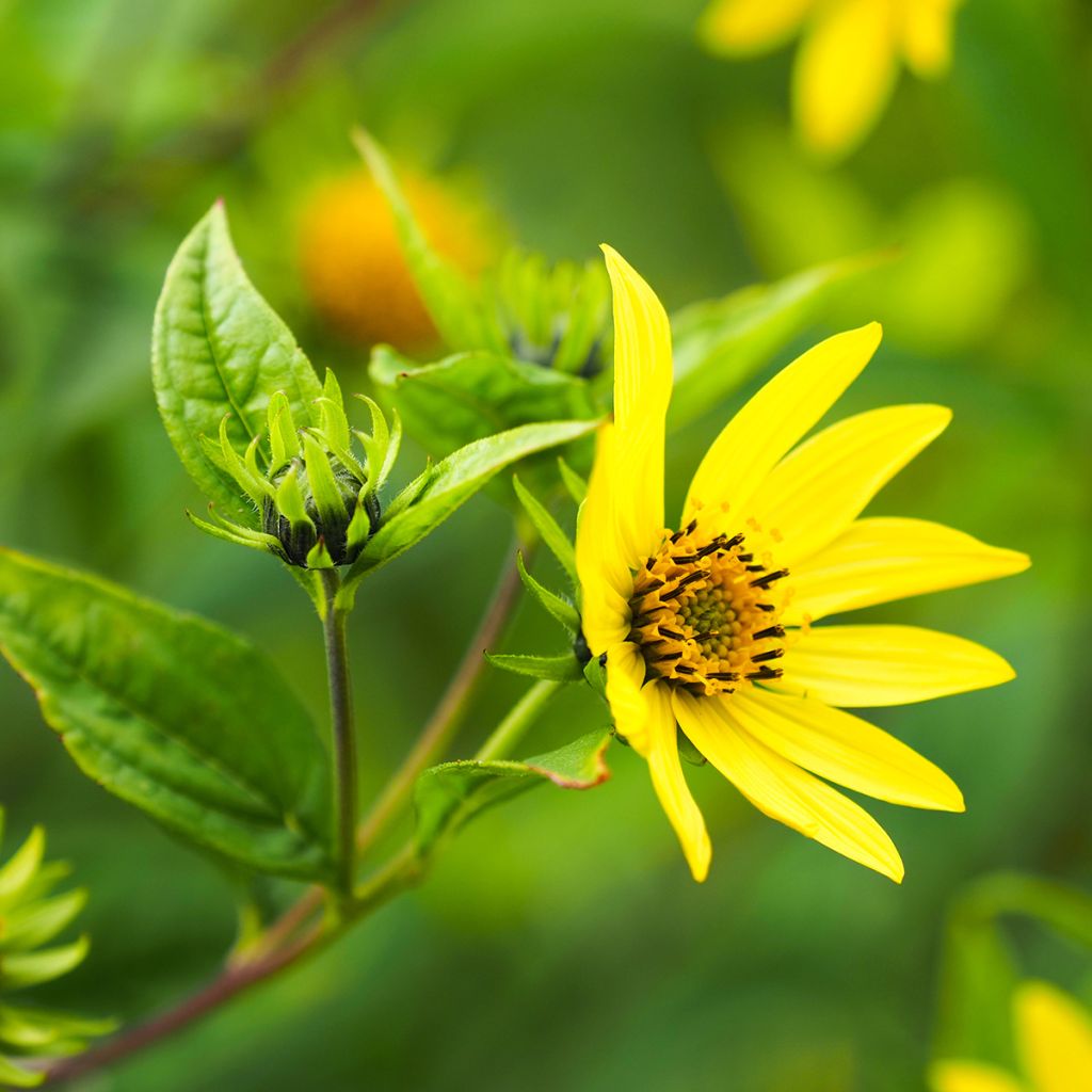 Helianthus Lemon Queen - Kleinköpfige Sonnenblume