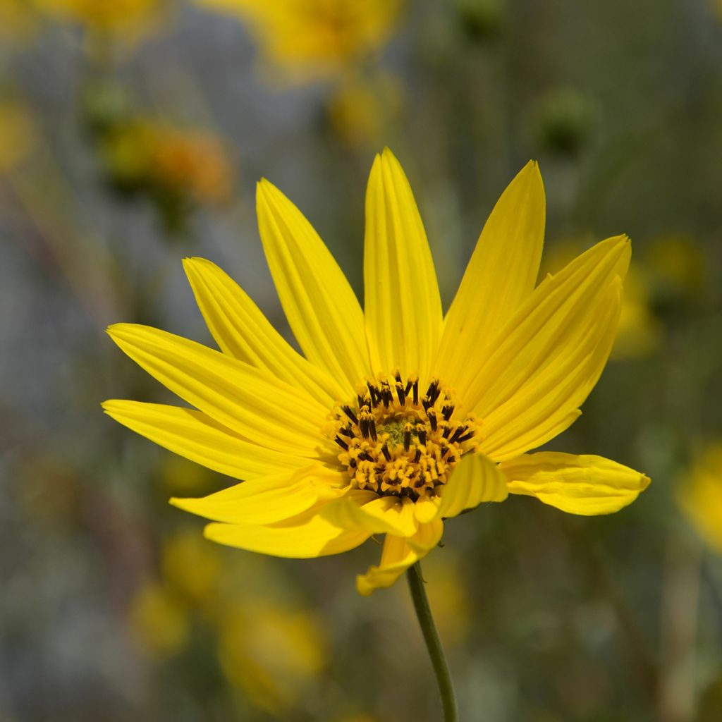 Helianthus Lemon Queen - Kleinköpfige Sonnenblume