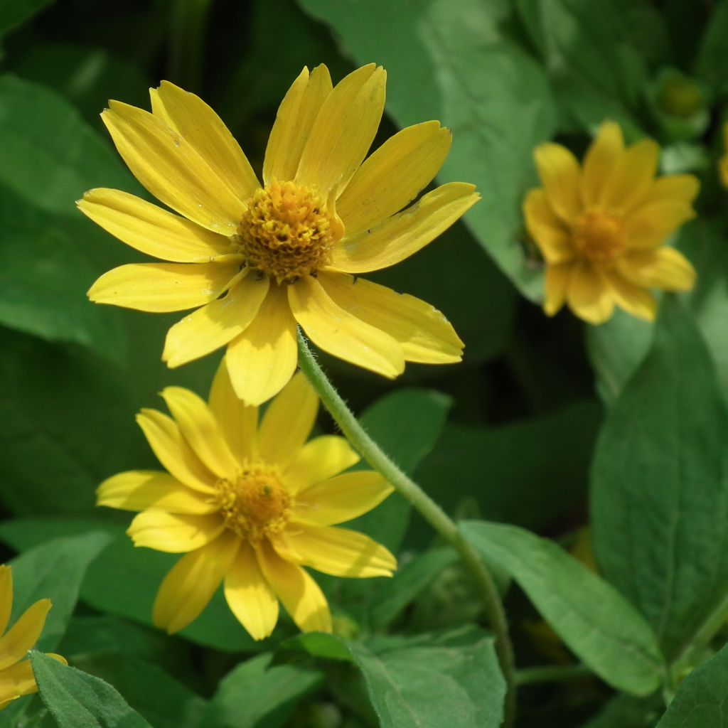 Helianthus microcephalus - Stauden-Sonnenblume