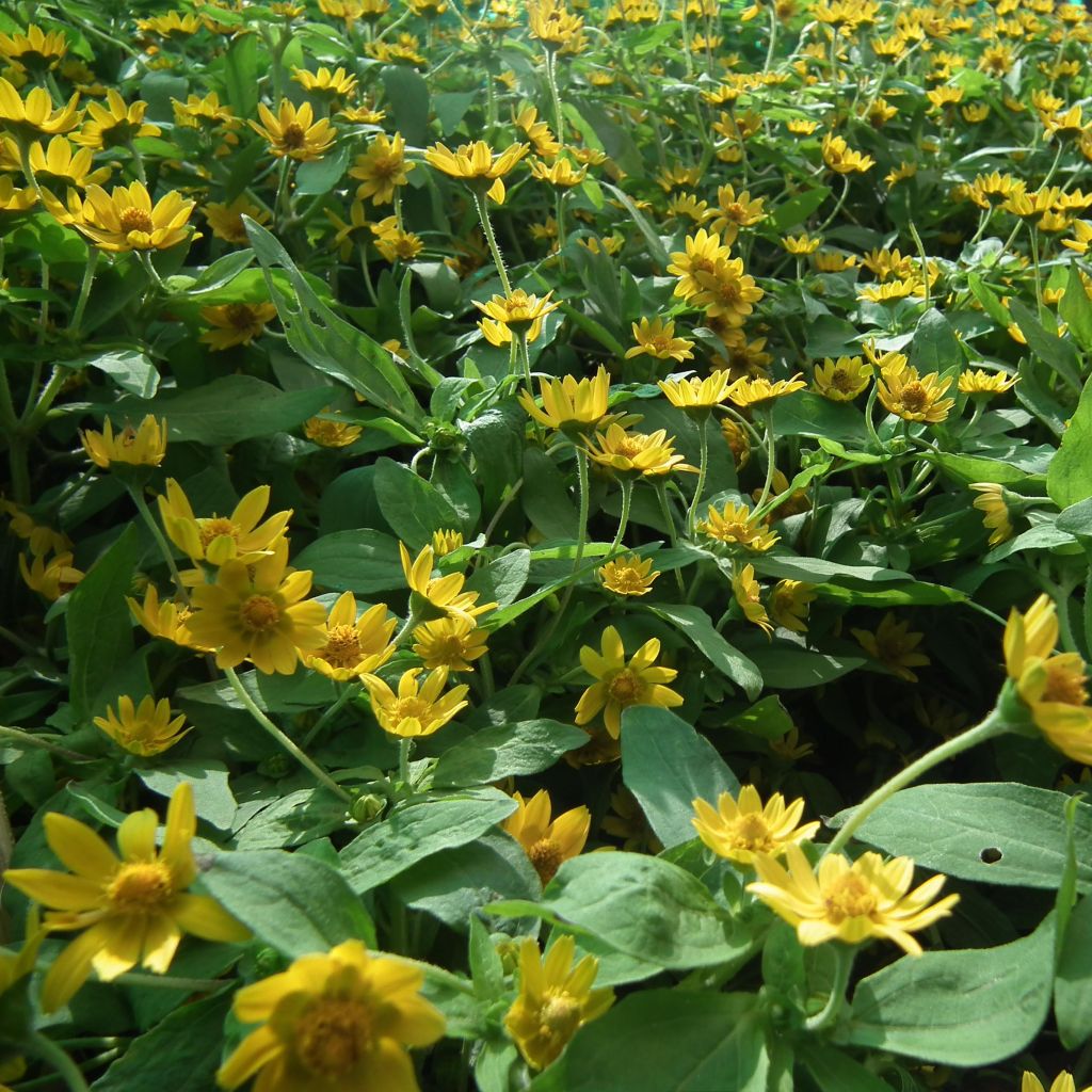 Helianthus microcephalus - Soleil vivace à petites fleurs