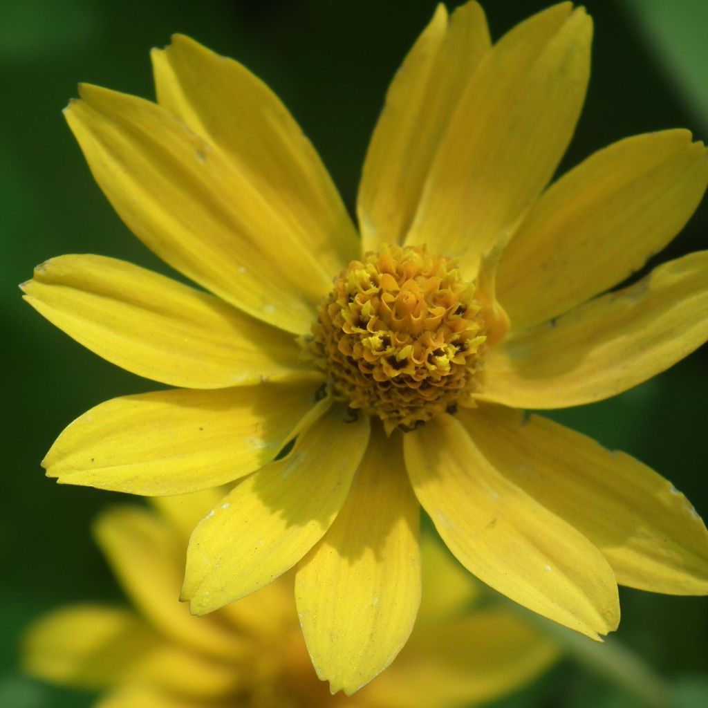 Helianthus microcephalus - Soleil vivace à petites fleurs