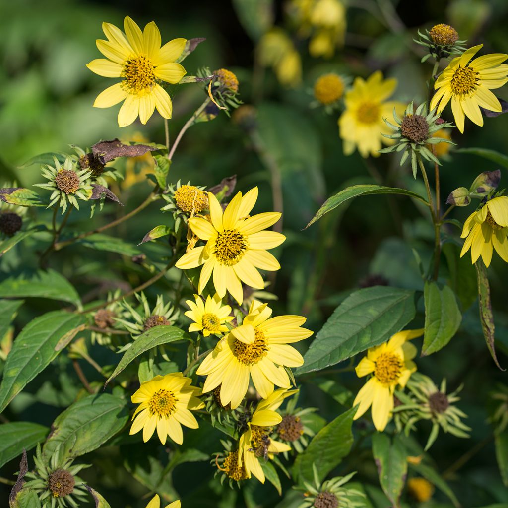 Helianthus microcephalus - Stauden-Sonnenblume