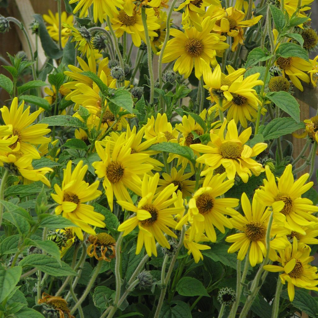 Helianthus mollis - Behaarte Sonnenblume