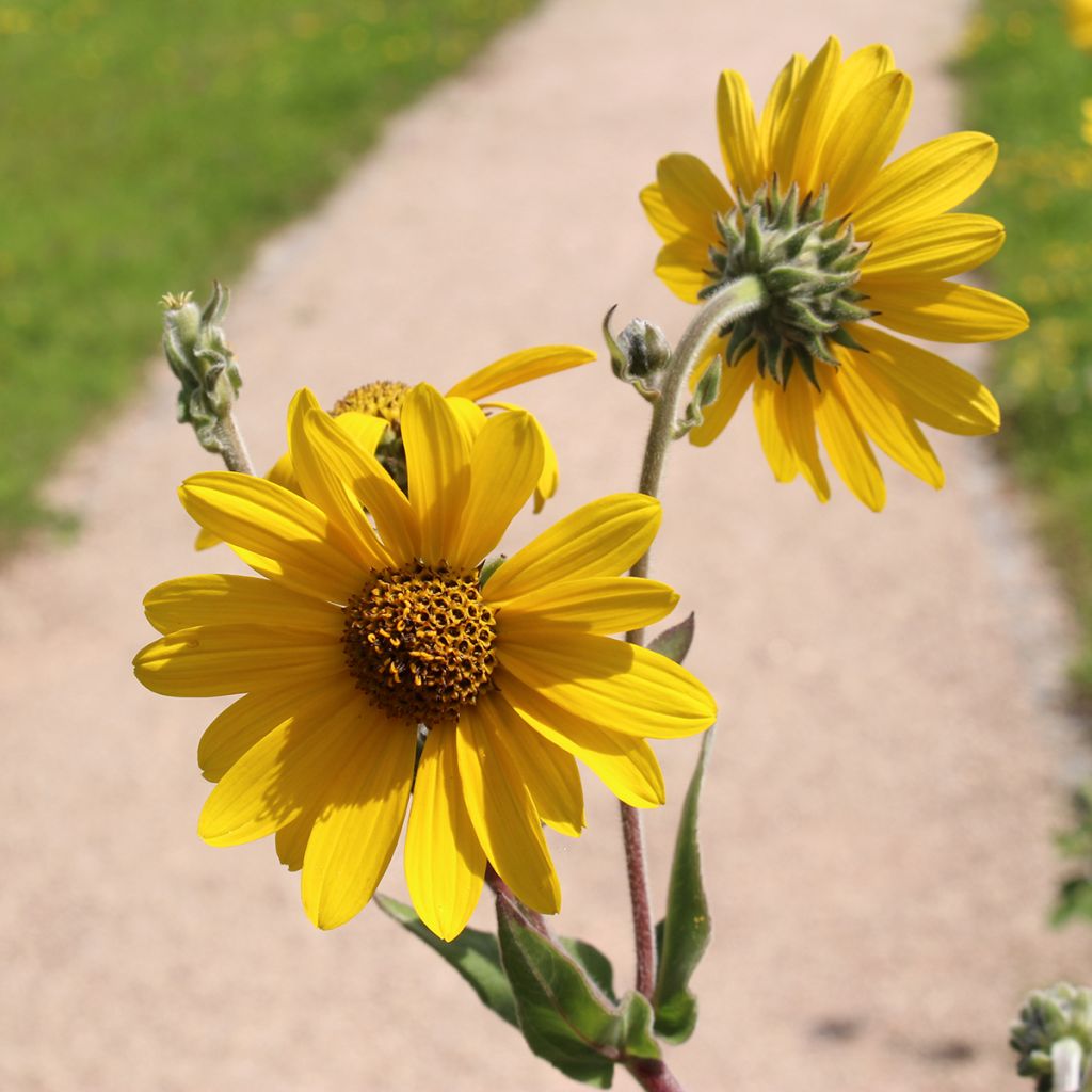 Helianthus mollis - Behaarte Sonnenblume