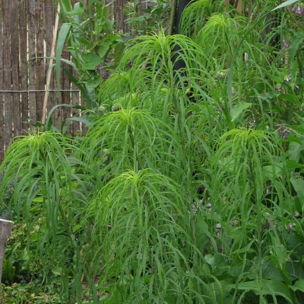 Helianthus salicifolius - Weidenblättrige Sonnenblume