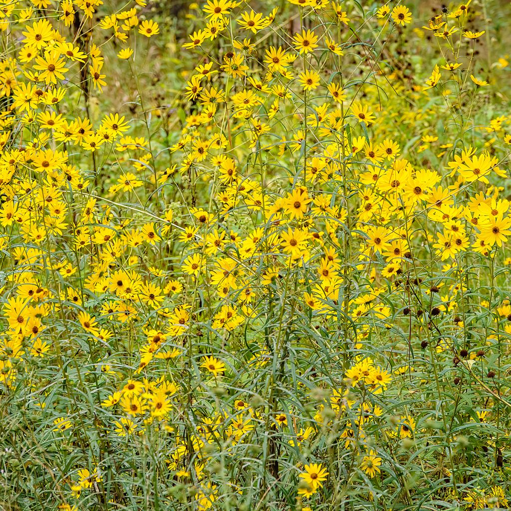 Helianthus salicifolius - Weidenblättrige Sonnenblume