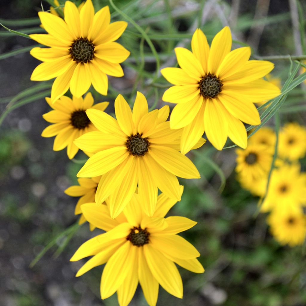 Helianthus salicifolius - Weidenblättrige Sonnenblume