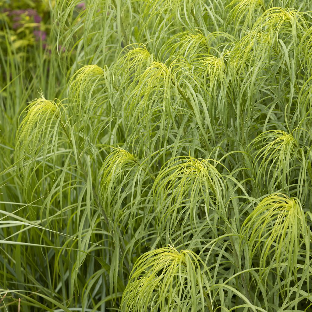 Helianthus salicifolius - Weidenblättrige Sonnenblume