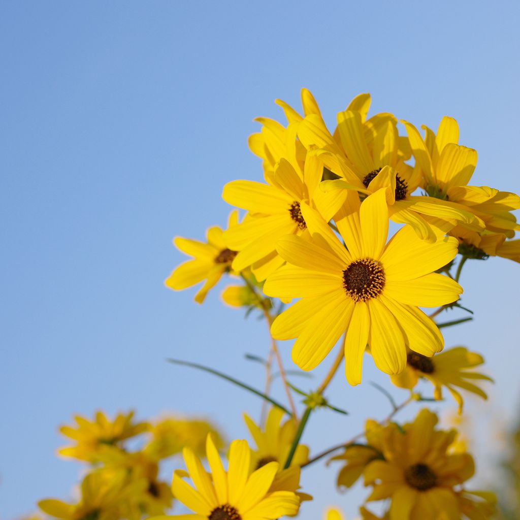 Helianthus salicifolius - Weidenblättrige Sonnenblume