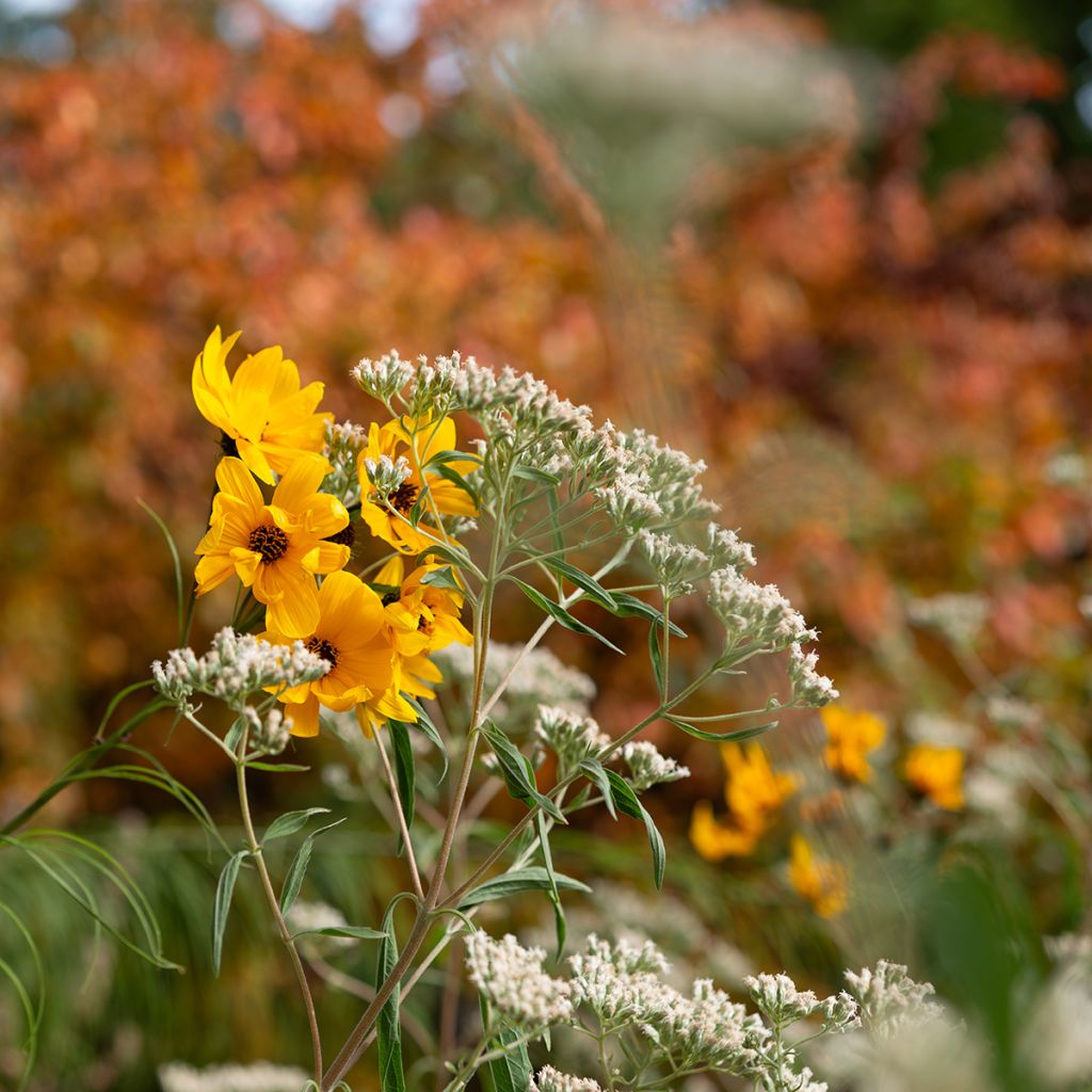 Helianthus salicifolius - Weidenblättrige Sonnenblume