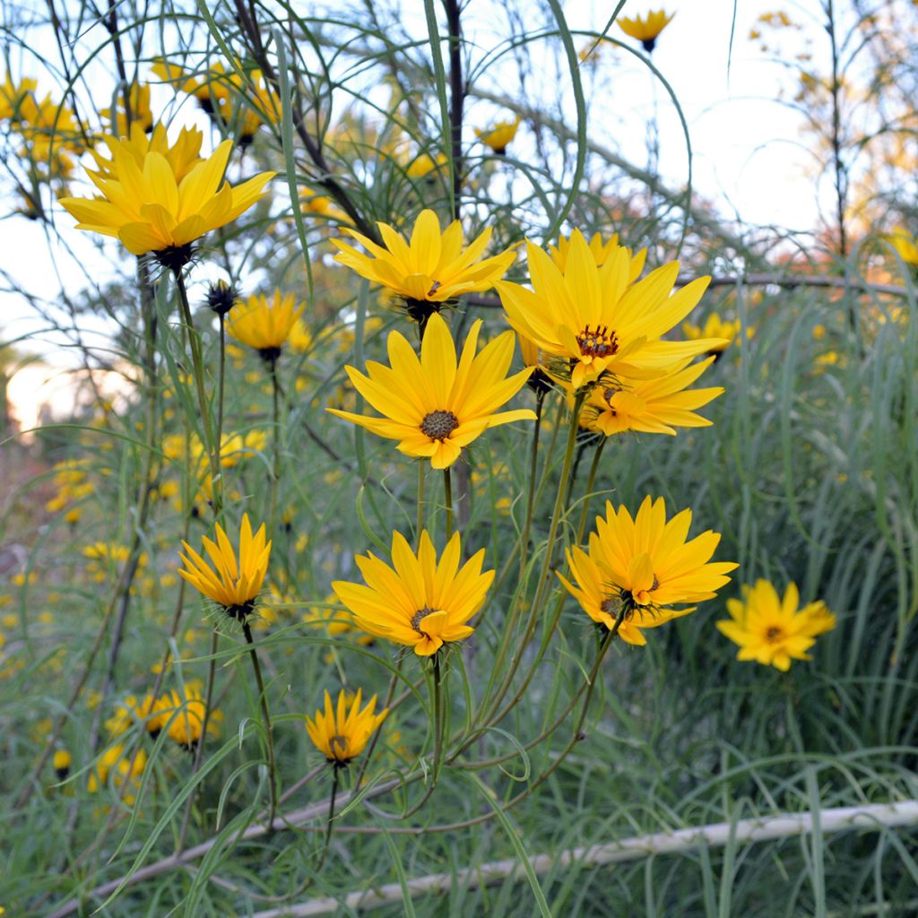 Helianthus salicifolius - Weidenblättrige Sonnenblume