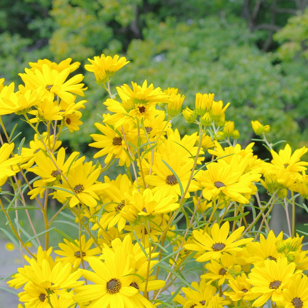 Helianthus salicifolius - Weidenblättrige Sonnenblume