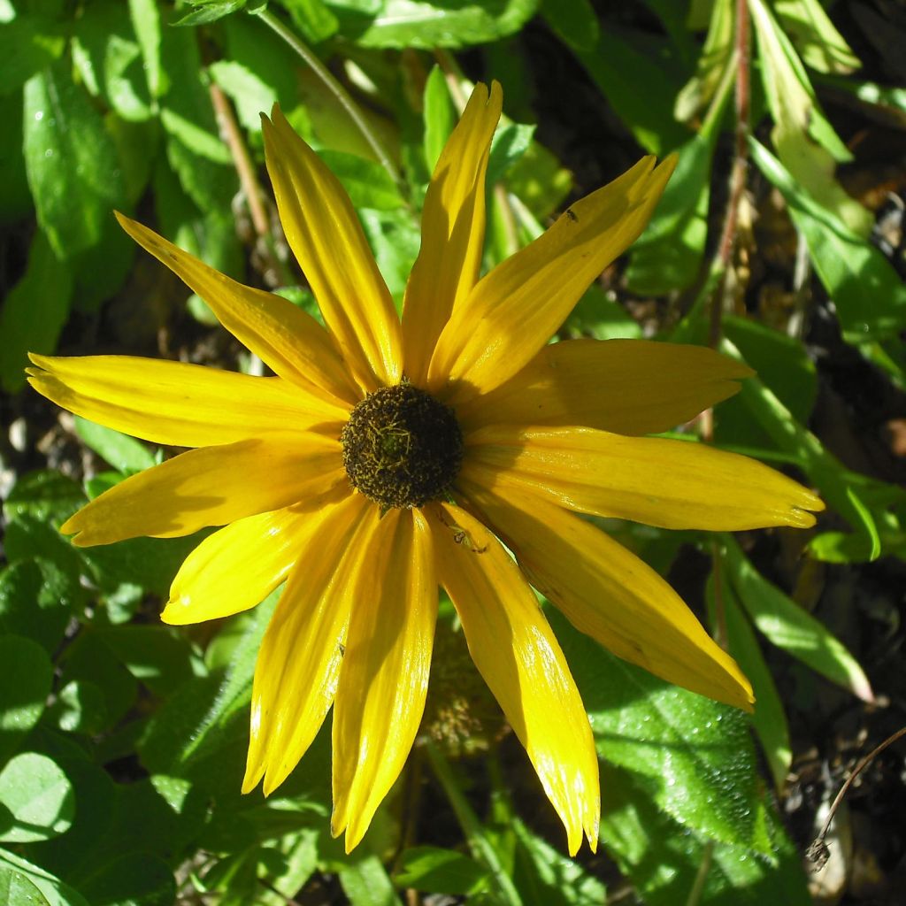 Helianthus salicifolius Table Mountain - Weidenblättrige Sonnenblume