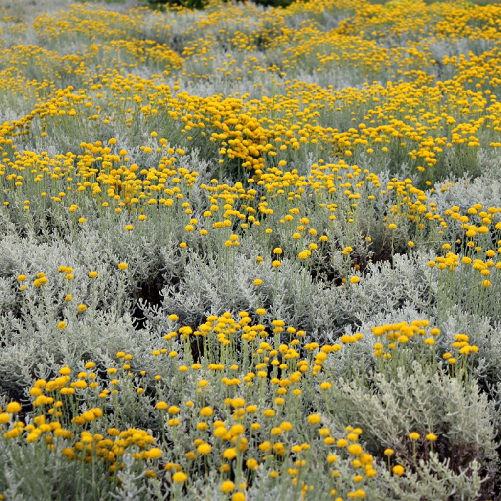 Strohblume Aladin - Helichrysum italicum subsp. microphyllum