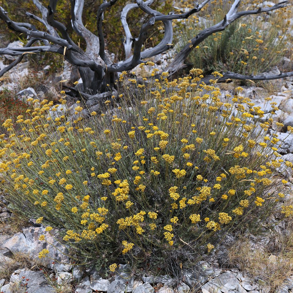 Strohblume Bio Pflanzen - Helichrysum italicum