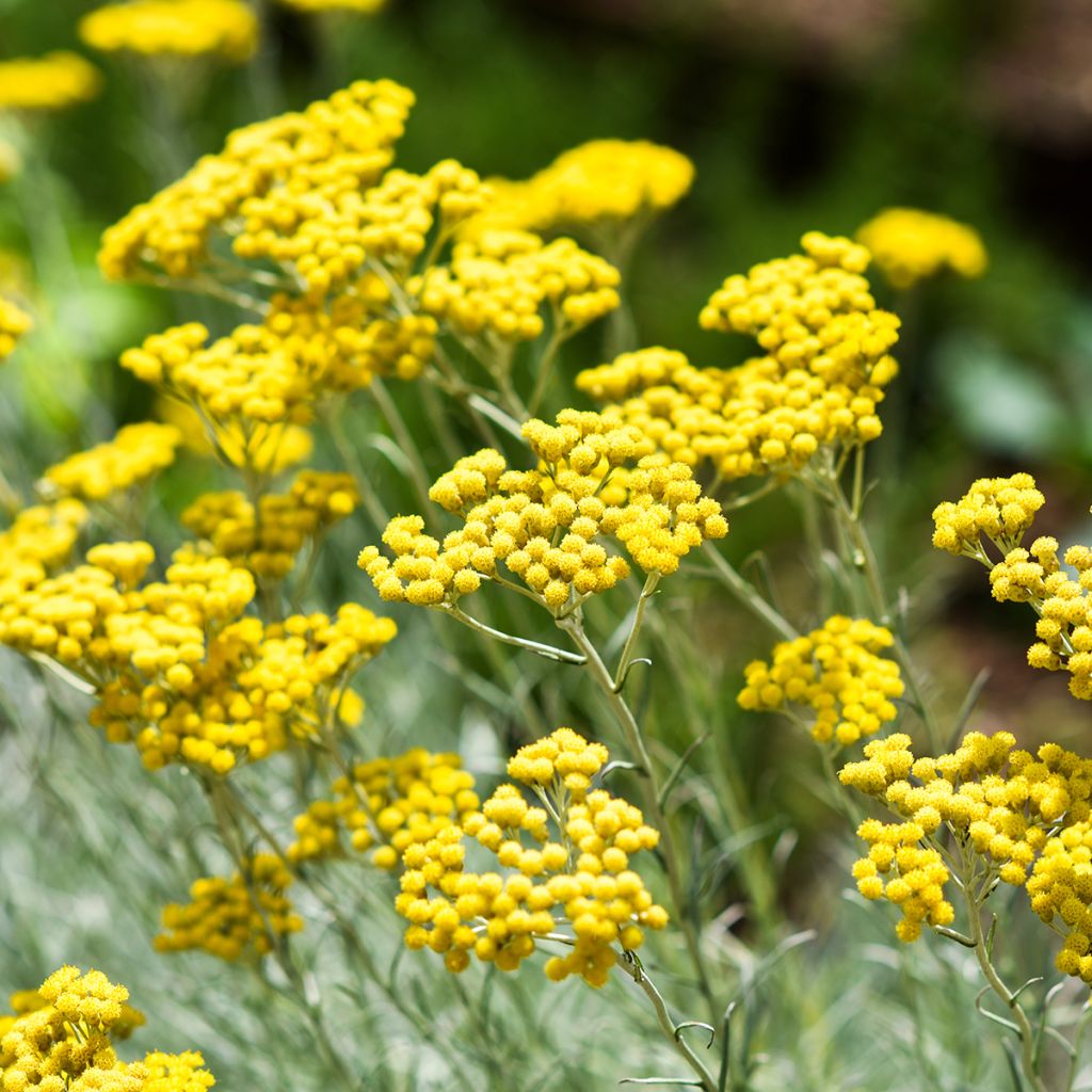 Strohblume Pflanzen - Helichrysum italicum