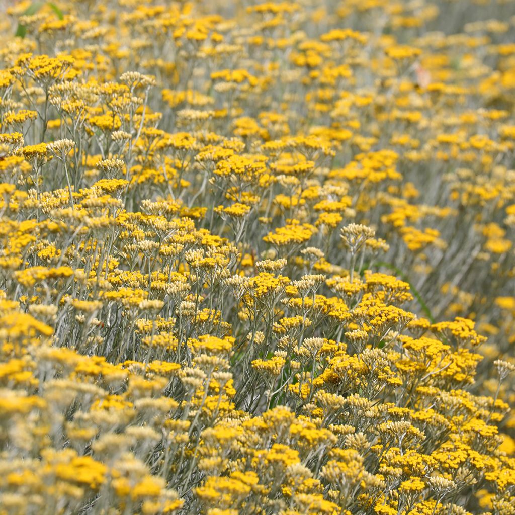 Strohblume Pflanzen - Helichrysum italicum